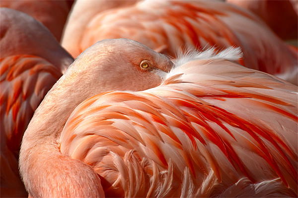 Chilean Flamingos (P. chilensis) Picture Board by Eyal Nahmias