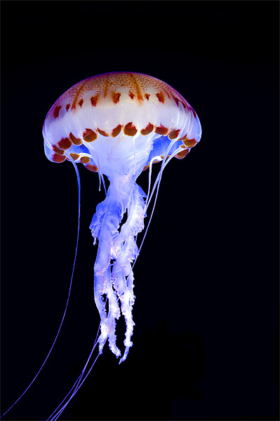 Purple Striped Jellyfish (Chrysaora colorata) Picture Board by Eyal Nahmias