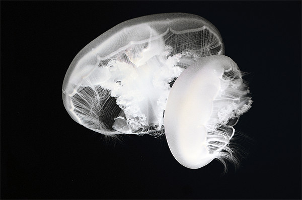 Moon jelly (Aurelia labiata) jellyfish Picture Board by Eyal Nahmias
