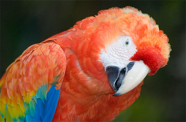Scarlet Macaw, Ara macao Picture Board by Eyal Nahmias