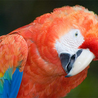 Buy canvas prints of Scarlet Macaw, Ara macao by Eyal Nahmias