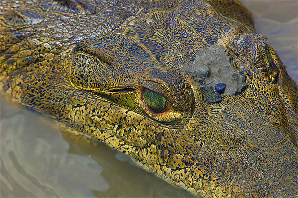 Crocodile. Palo Verde National Park, Guanacaste, C Picture Board by Eyal Nahmias