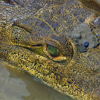 Buy canvas prints of Crocodile. Palo Verde National Park, Guanacaste, C by Eyal Nahmias