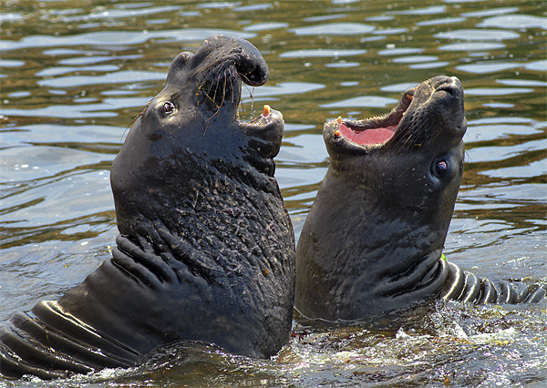 Confrontation / Conflict. Elephant Seals Reserve, Picture Board by Eyal Nahmias