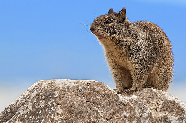 California Ground Squirrel, (Spermophilus beecheyi Picture Board by Eyal Nahmias