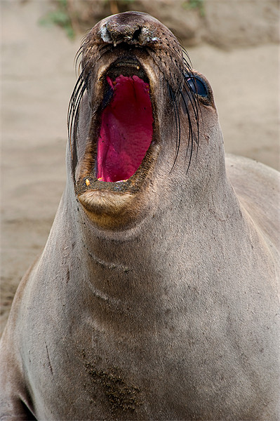 Northern Elephant Seal,  mirounga angustirostris, Picture Board by Eyal Nahmias