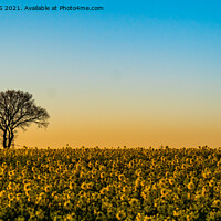 Buy canvas prints of Rapeseed Field at Sunset by Jo Sowden