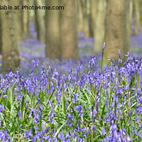 Buy canvas prints of Bluebells in the forest by Jo Sowden
