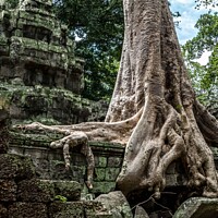 Buy canvas prints of Tree detail, Ta Promh Temple Cambodia by Jo Sowden