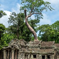 Buy canvas prints of Ta Promh Temple Cambodia by Jo Sowden