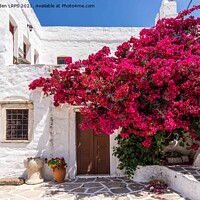 Buy canvas prints of Vibrant Bougainvillea in Naxos by Jo Sowden
