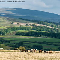 Buy canvas prints of Dartmoor National Park by Jo Sowden