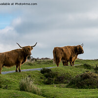 Buy canvas prints of Highland Cows on Dartmoor by Jo Sowden