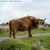 Buy canvas prints of Highland Cow, Dartmoor by Jo Sowden