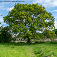 Buy canvas prints of Giant tree, Dartmoor by Jo Sowden