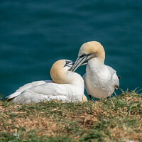 Buy canvas prints of A pair of courting Gannets by Jo Sowden