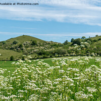 Buy canvas prints of Pitstone Hill by Jo Sowden