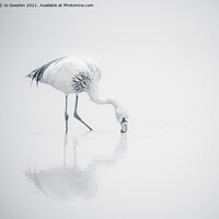 Buy canvas prints of Flamingo in Mono by Jo Sowden