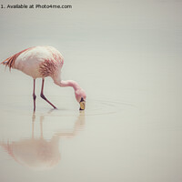 Buy canvas prints of Feeding Flamingo by Jo Sowden