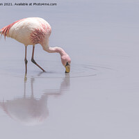 Buy canvas prints of Flamingo by Jo Sowden