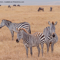 Buy canvas prints of Three Zebras standing in the Serengeti by Jo Sowden