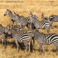 Buy canvas prints of Zebras in the Serengeti by Jo Sowden