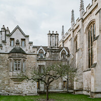 Buy canvas prints of Newtons Tree, Trinity College, Cambridge by Jo Sowden