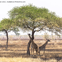 Buy canvas prints of Giraffes shading under a tree in the Serengeti by Jo Sowden
