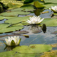 Buy canvas prints of 3 water lilies by Jo Sowden