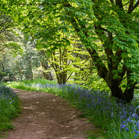 Buy canvas prints of Wandering through the bluebells by Jo Sowden