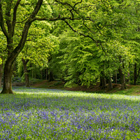 Buy canvas prints of Bluebells in spring by Jo Sowden