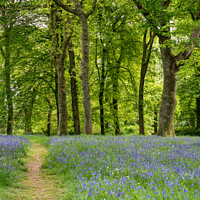 Buy canvas prints of Bluebells by Jo Sowden