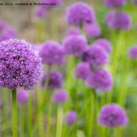 Buy canvas prints of Purple Allium flowers by Jo Sowden