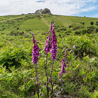 Buy canvas prints of Foxglove and Haytor by Jo Sowden