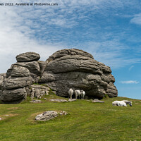 Buy canvas prints of Ponies resting on Saddle Tor by Jo Sowden
