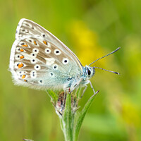 Buy canvas prints of Common Blue Butterfly by Jo Sowden