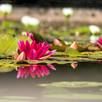Buy canvas prints of Water Lily Reflections by Jo Sowden