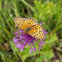 Buy canvas prints of High Brown Fritillary by Jo Sowden