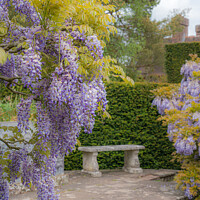Buy canvas prints of Wisteria by Jo Sowden
