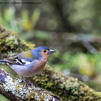 Buy canvas prints of Madeiran Chaffinch by Jo Sowden