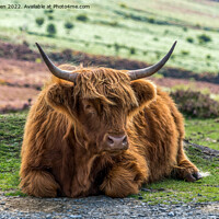 Buy canvas prints of Highland Cow by Jo Sowden