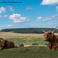 Buy canvas prints of Highland Cows resting by Jo Sowden