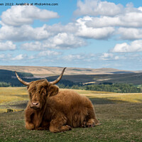 Buy canvas prints of Highland Cow resting by Jo Sowden