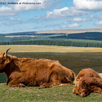 Buy canvas prints of Mother and baby Highland Cow by Jo Sowden