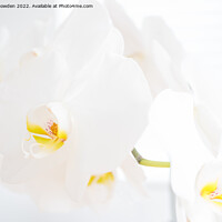 Buy canvas prints of White Orchid Flowers by Jo Sowden