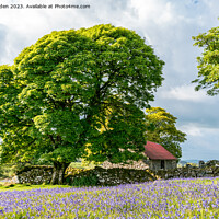 Buy canvas prints of Bluebells at Emsworthy Mire. Dartmoor by Jo Sowden