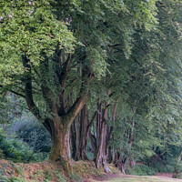 Buy canvas prints of Summer Woodland Trees by Jo Sowden