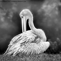 Buy canvas prints of Pelican in Mono by Jo Sowden