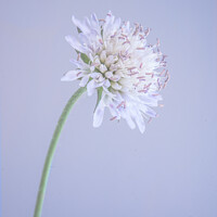 Buy canvas prints of Scabious by Jo Sowden