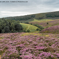 Buy canvas prints of Yorkshire Heather landscape by Jo Sowden
